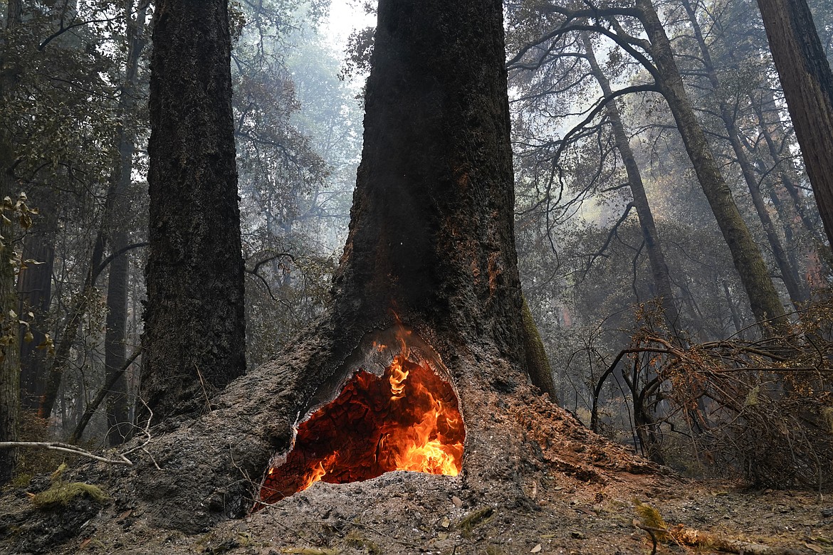 Fire burns in the hollow of an old-growth redwood tree after the CZU August Lightning Complex Fire passed through Monday, Aug. 24, 2020, in Big Basin Redwoods State Park, Calif. (AP Photo/Marcio Jose Sanchez)