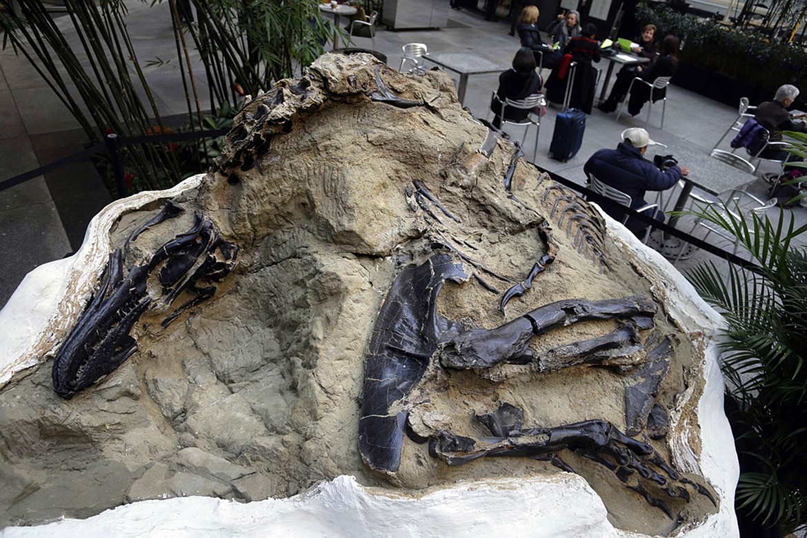 FILE - In this Nov. 14, 2013, file photo, one of two "dueling dinosaurs" fossils is displayed in New York. In an ongoing court case over the ownership of the fossils and others worth millions of dollars, the 9th U.S. Circuit Court of Appeals ruled on June 17, 2020, that fossils unearthed on an eastern Montana ranch belong to the owners of the surface estate. (AP Photo/Seth Weinig, File)