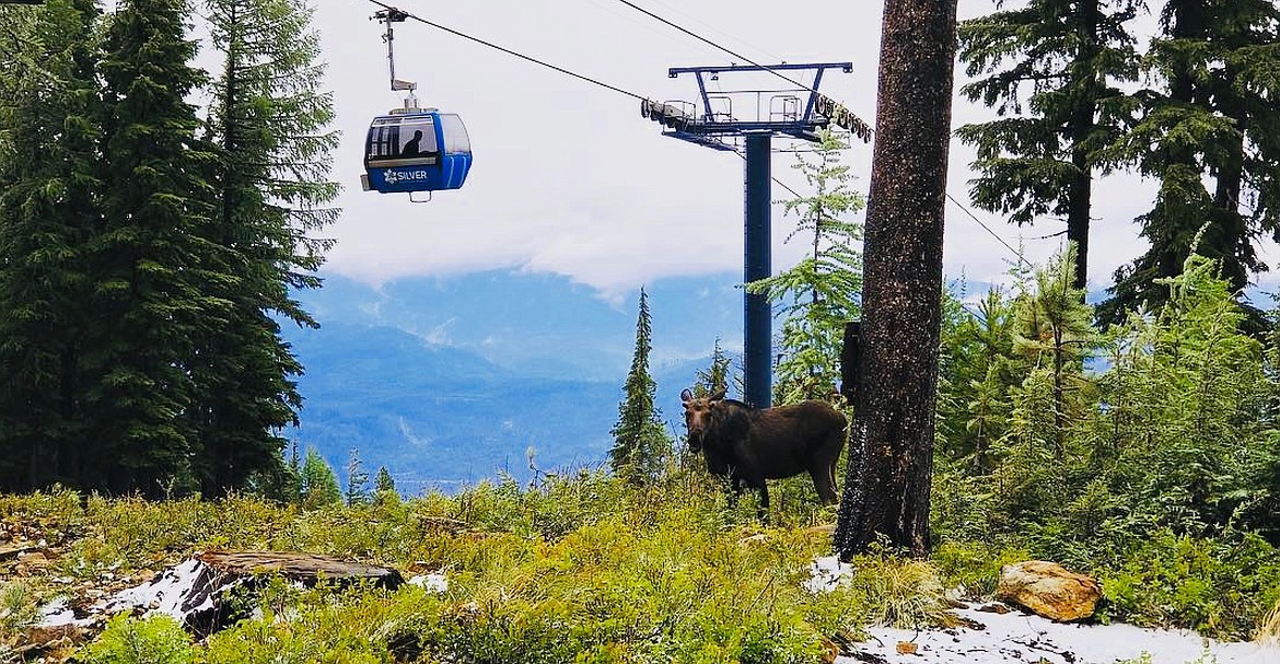 Gondola riders are given a first-hand look at North Idaho nature as they travel up and down the Gondola.