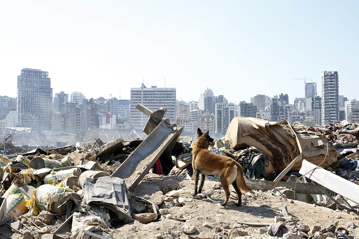 A dog of the French rescue team searches for survivors at the scene of this week's massive explosion in the port of Beirut, Lebanon, Friday, Aug. 7, 2020. Three days after a massive explosion rocked Beirut, killing over a hundred people and causing widespread devastation, rescuers are still searching for survivors and the government is investigating what caused the disaster. (AP Photo/Thibault Camus)