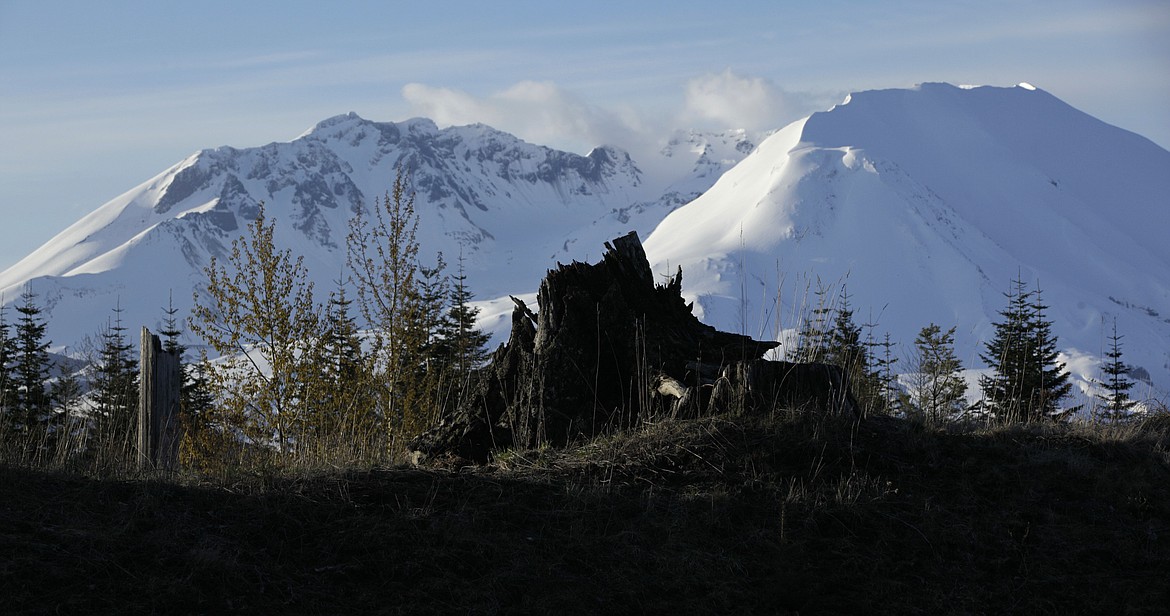 FILE - In this May 7, 2010, file photo, a tree stump sits in front of Mount St. Helens in Washington state. May 18, 2020, is the 40th anniversary of the eruption of Mount St. Helens that killed more than 50 people and blasted more than 1,300 feet off the mountain's peak. (AP Photo/Ted S. Warren, File)