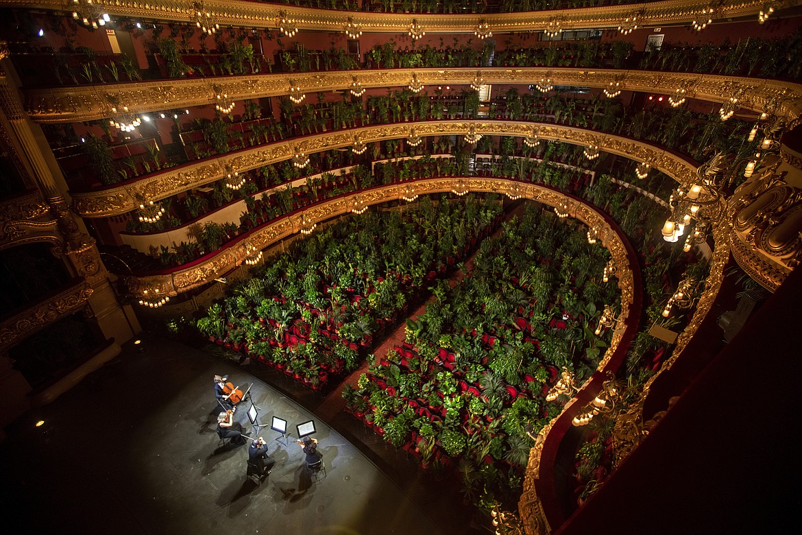 Musicians rehearse at the Gran Teatre del Liceu in Barcelona, Spain, Monday, June 22, 2020, with the 2,292 seats of the auditorium occupied by plants. The concert will be broadcast live online on June 22, with the UceLi Quartet string quartet performing Puccini's "Crisantemi" for this verdant public, brought in from local nurseries. (AP Photo/Emilio Morenatti)