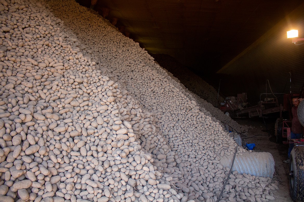 Casey McCarthy/Columbia Basin Herald
Mounds of potatoes fill Frank Martinez’s storage facility in Warden. Martinez has been giving away and donating his excess stock.