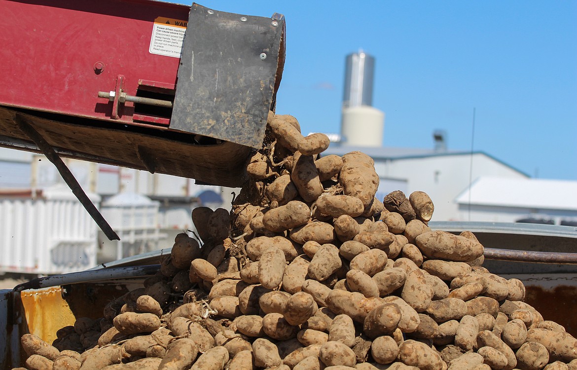 Casey McCarthy/Columbia Basin Herald
Potatoes pile out of the conveyor, slowly filling a semi-truck bed outside Frank Martinez’s potato storage shed in Warden on Friday afternoon.