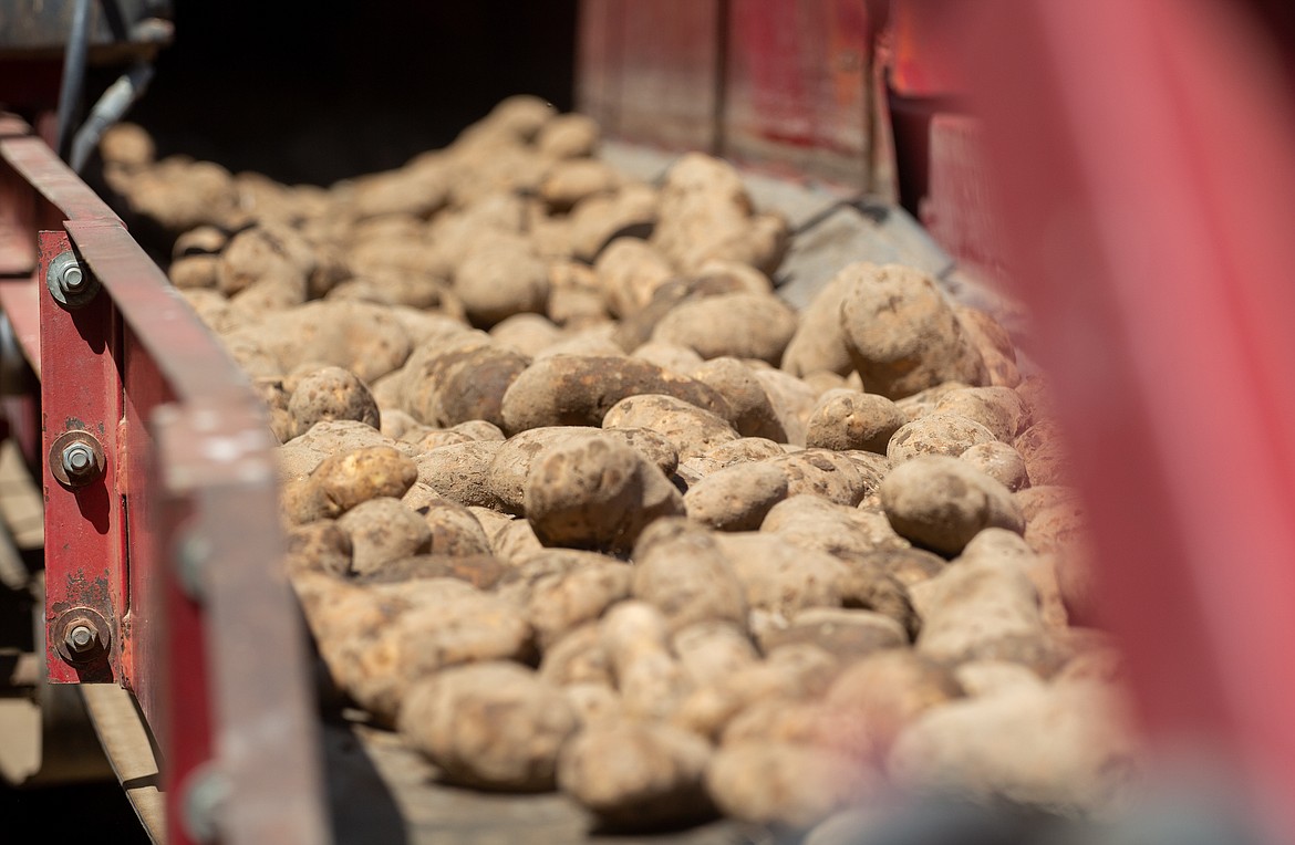 Casey McCarthy/Columbia Basin Herald
Russet potatoes ride down a conveyor out of the shed and up into the back of the semi-trailer to be delivered on Friday afternoon in Warden at Frank Martinez’s potato storage facility.