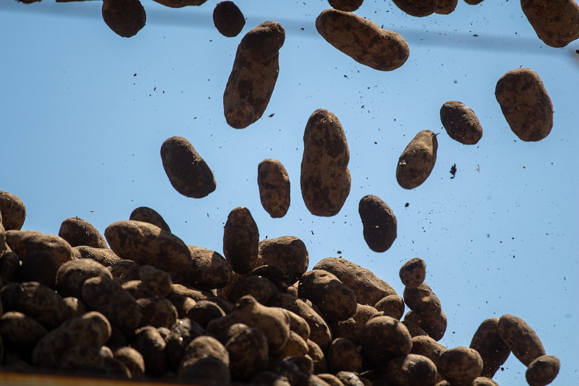 Casey McCarthy/Columbia Basin Herald
Frank Martinez’s potatoes soar through the air as they head into the back of the trailer waiting for delivery in Warden on Friday afternoon.