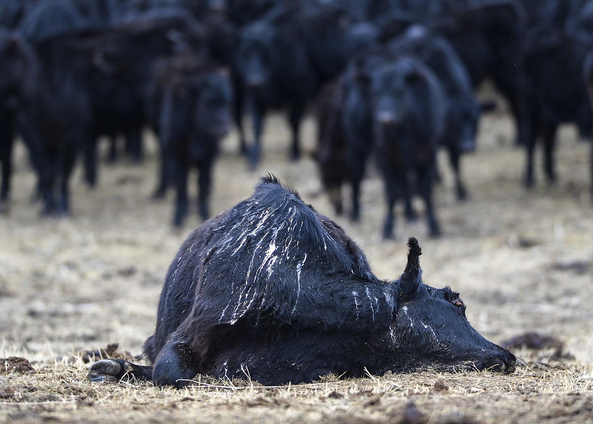 In this Tuesday, March 31, 2020, photo, the carcass of a dead cow lies in a pasture on Mission Road in Cascade, Mont. Cascade County Sheriff Jesse Slaughter and his staff learned of the starving black Angus herd after people who drove by the property reported seeing the dead cows, the Great Falls Tribune reported Tuesday. (Rion Sanders/The Great Falls Tribune via AP)