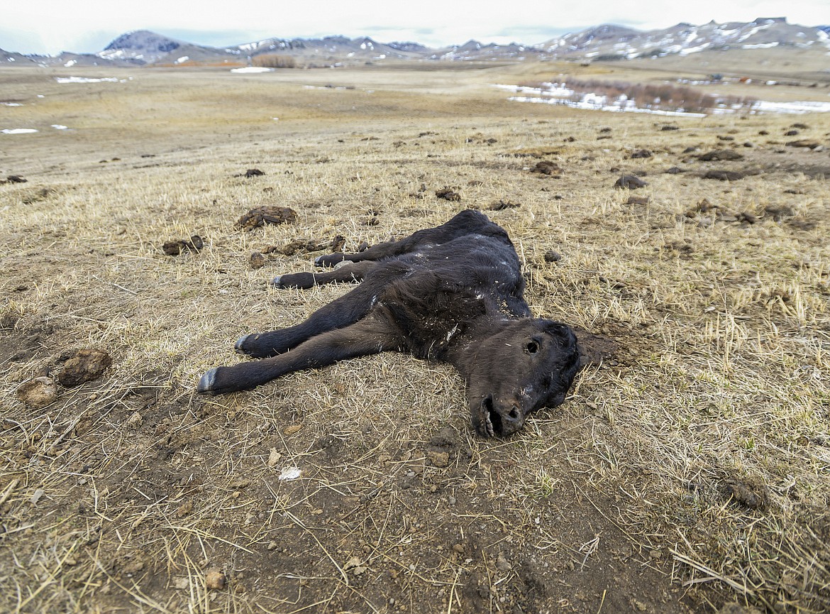 In this Tuesday, March 31, 2020, photo, the carcass of dead calf, which was born this year, lies in a pasture on Mission Road west of Cascade, Mont. The Cascade County sheriff’s office, public works and the state Department of Livestock responded to the scene Tuesday to remove carcasses and feed the surviving animals. The land is “grazed down to the dirt,” Capt. Scott Van Dyken said, noting the animals had no available food.(Rion Sanders/The Great Falls Tribune via AP)