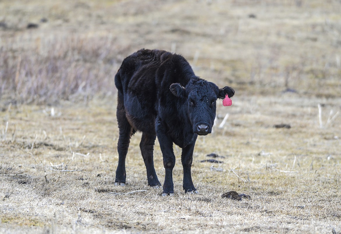 In this Tuesday, March 31, 2020, photo, an emaciated cow in a pasture on Mission Road in Cascade, Mont., waits to be fed. A man is facing animal cruelty charges in central Montana after several hundred cows were found starving in the middle of calving season, including multiple cows that were found dead. (Rion Sanders/The Great Falls Tribune via AP)