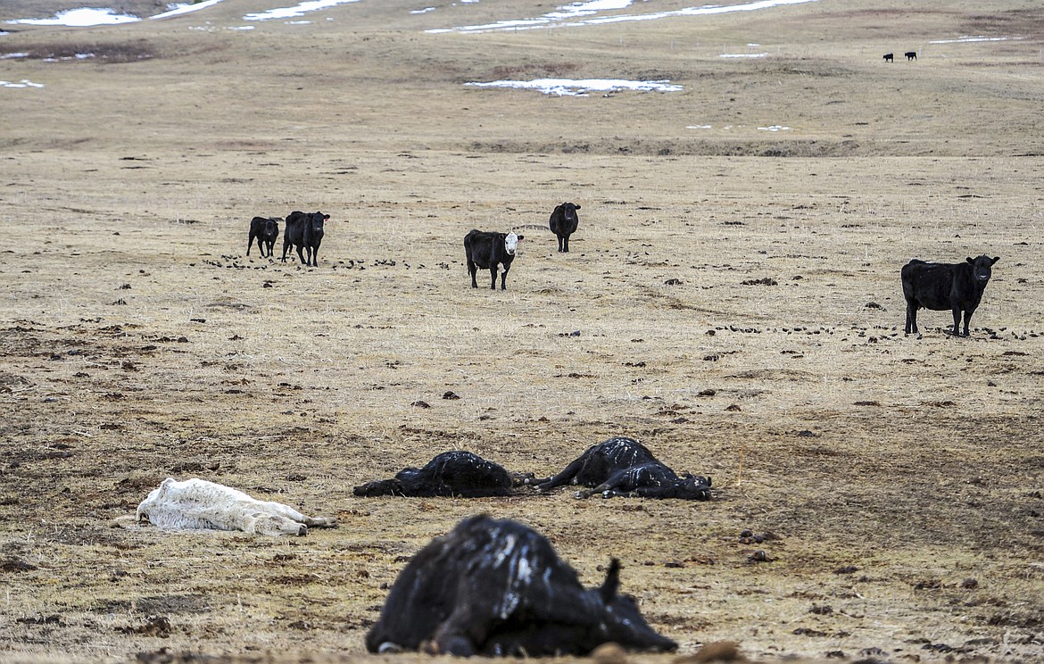 In this Tuesday, March 31, 2020, photo, several cows lay dead all presumed starved to death at a ranch west of Cascade, Mont. Cascade County Sheriff Jesse Slaughter and his staff learned of the starving black Angus herd after people who drove by the property reported seeing the dead cows, the Great Falls Tribune reported Tuesday.  (Rion Sanders/The Great Falls Tribune via AP)