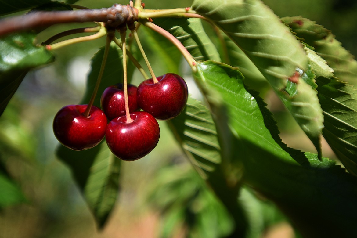 Ripe cherries sit on the tree waiting to be picked at Bowman Orchards south of Bigfork.