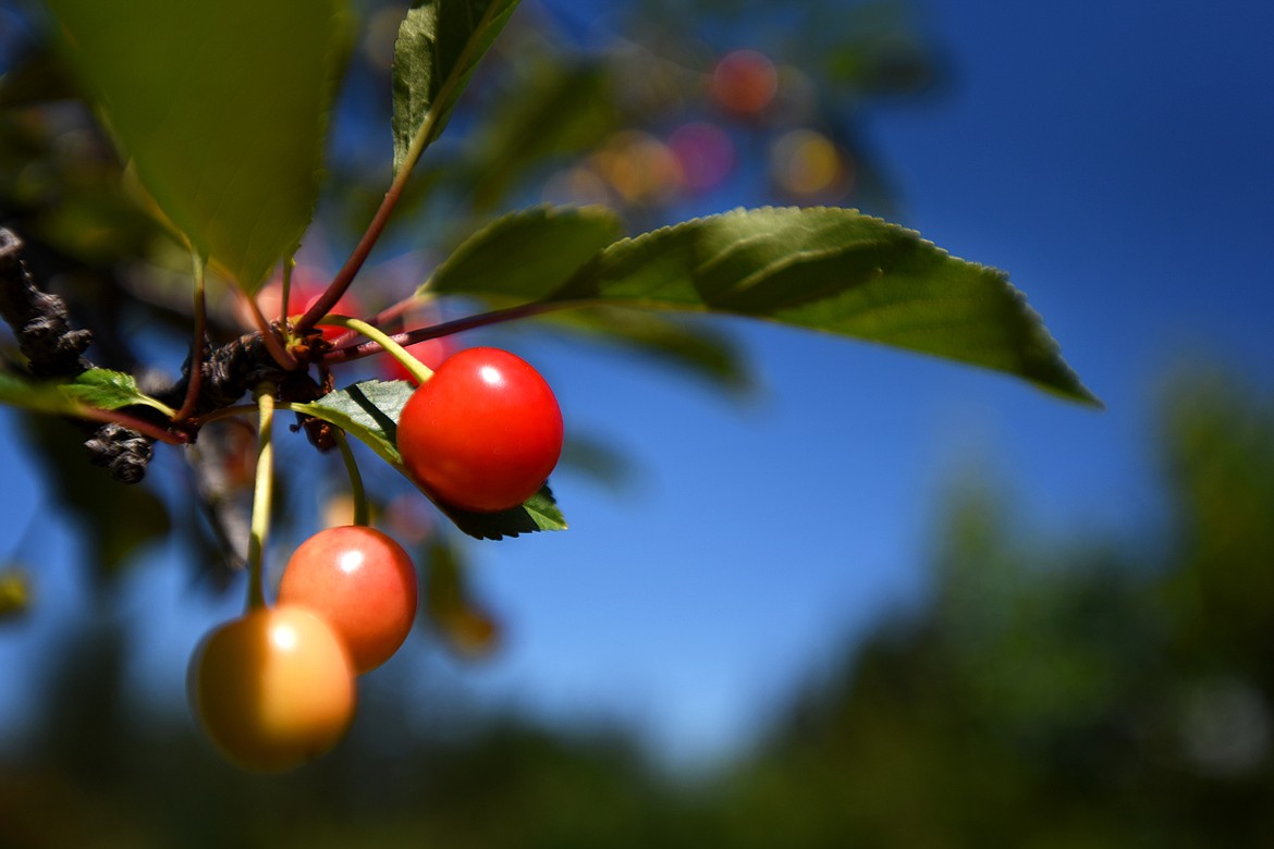 Pie cherries are one of several varieties grown at Bowman Orchards. (Jeremy Weber/Daily Inter Lake)