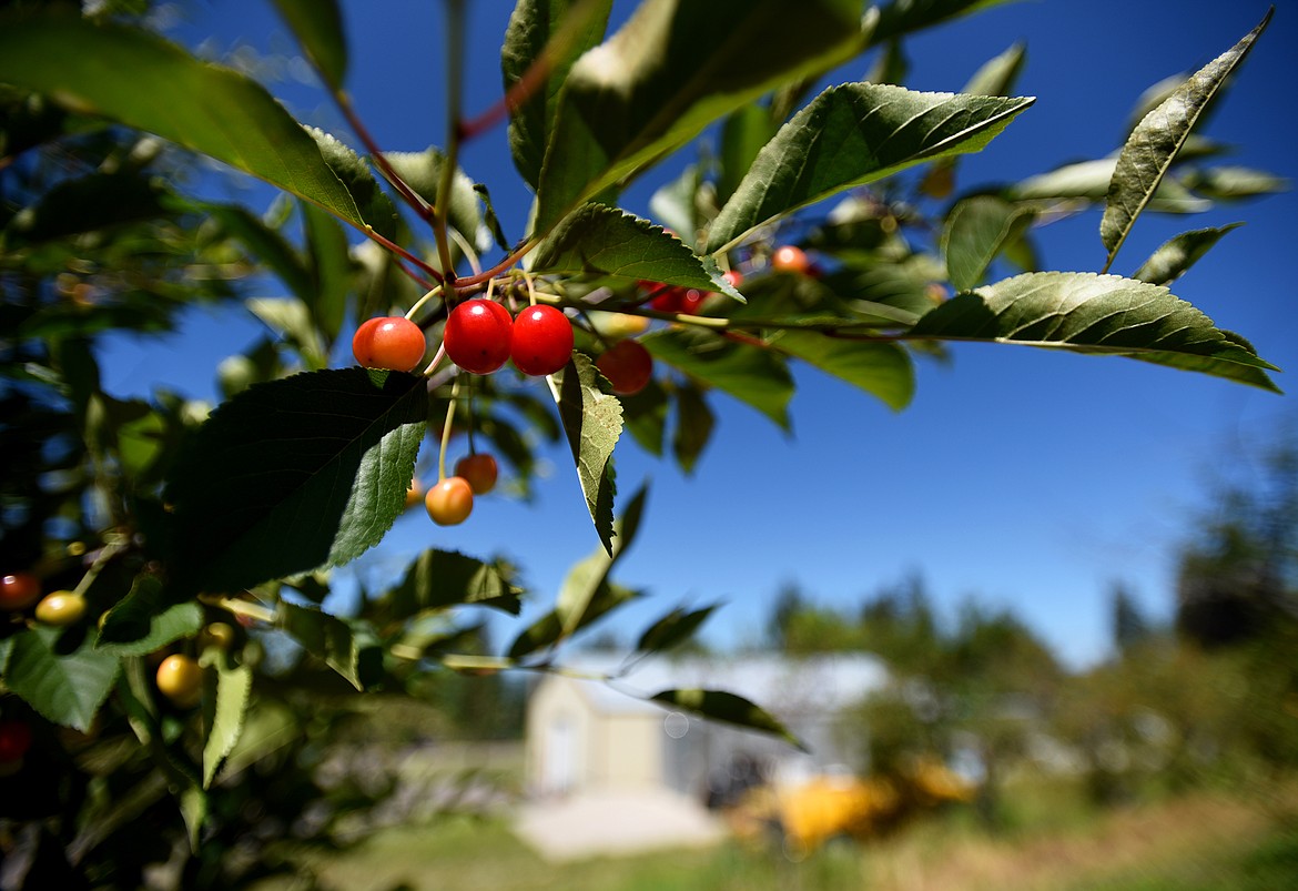 Pie cherries are one of several varieties grown at Bowman Orchards. (Jeremy Weber/Daily Inter Lake)