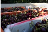 Cherry growers have hope for fruitful season