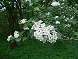PLANT NOTES: Serviceberry