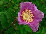 PLANT NOTES: Why grow native?