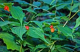 PLANT NOTES: Hooker’s Fairybells