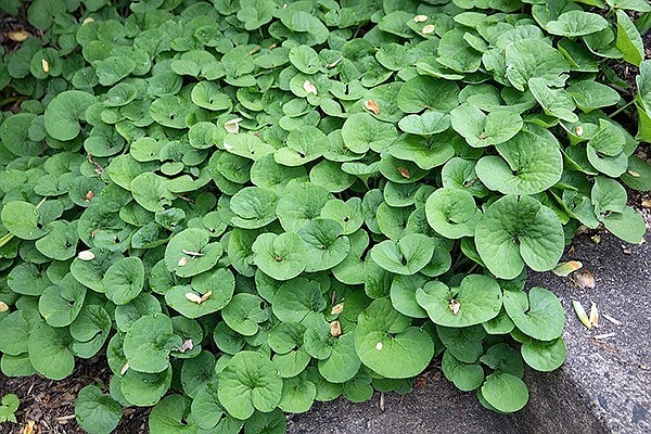 wild ginger plant