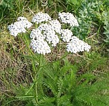PLANT NOTES- Yarrow