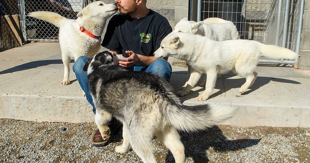 Abandoned dogs up for adoption | Hungry Horse News