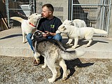 Abandoned dogs up for adoption