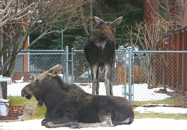 MOOSE FAMILY SURPRISES POST FALLS NEIGHBORHOOD