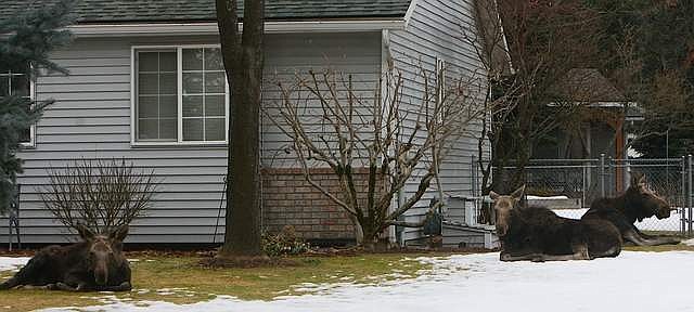 MOOSE FAMILY SURPRISES POST FALLS NEIGHBORHOOD