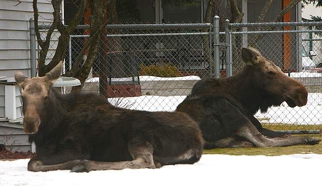 MOOSE FAMILY SURPRISES POST FALLS NEIGHBORHOOD