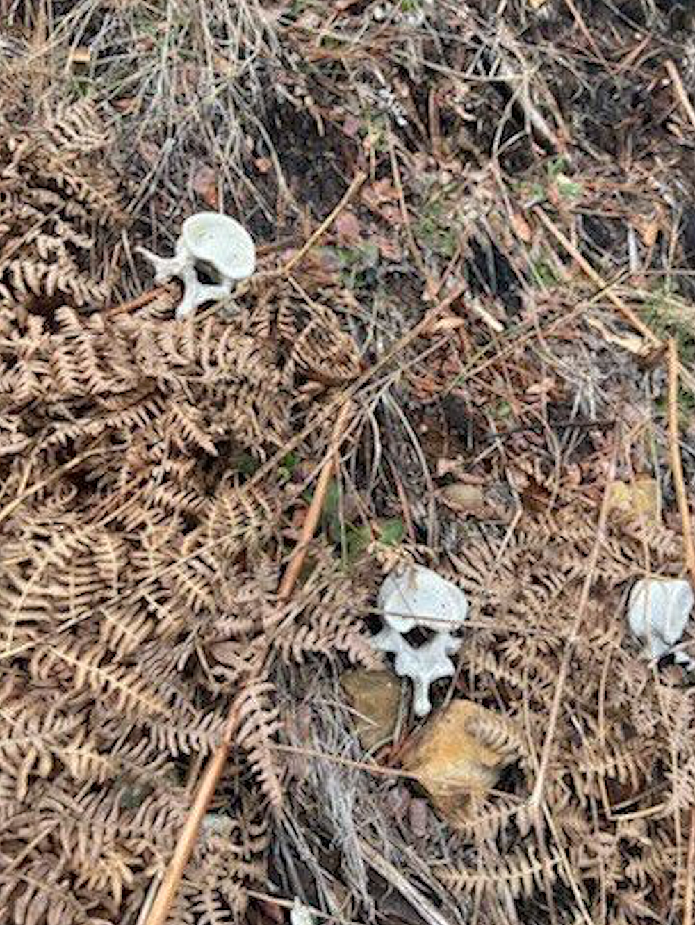 More of the 'bones' located on the hillside behind Upper 3rd Street in Kellogg.