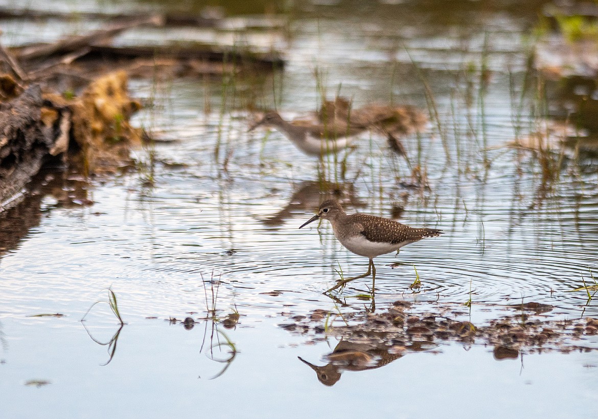 A juvenile spotted sandpiper feeds in McDonald Creek.