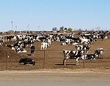 Washington’s dairy industry not dumping milk