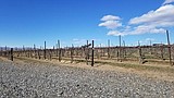Wineries eager to move out of Phase 1