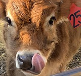 Pure Éire Dairy, a labor of love