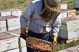 Columbia Basin bees constantly on the move
