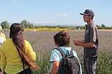 A visit to Trinity Gardens Lavender Farm
