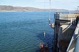 Grant and Chelan PUDs ready for adult chinook spring runs