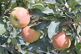 Apple crop forecast about 138 million boxes