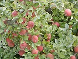 Trade wars continue to roil fruit markets