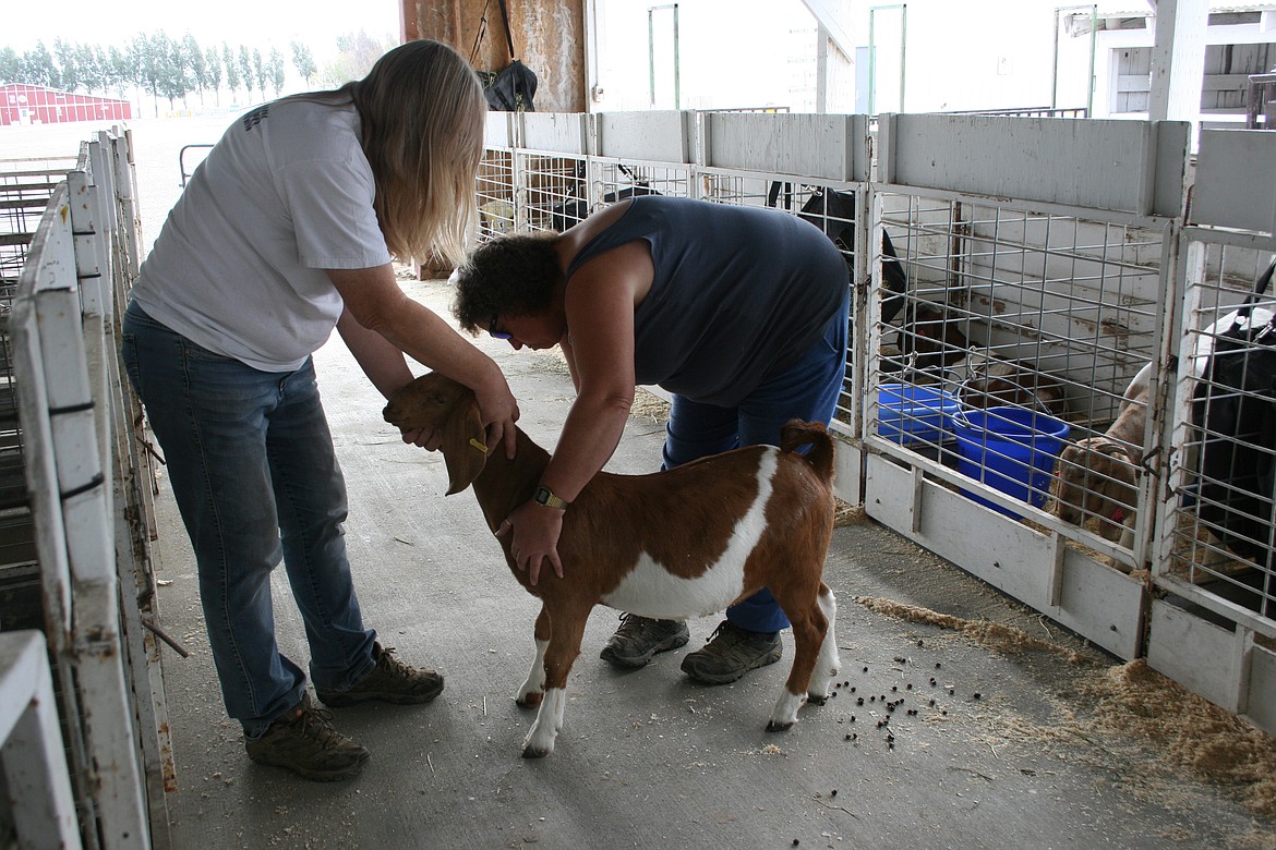 Goat judge Vicki Jardine evaluates an entry with the help of volunteer Lori Bennett during the livestock sale at the Grant County Fairgrounds last week.