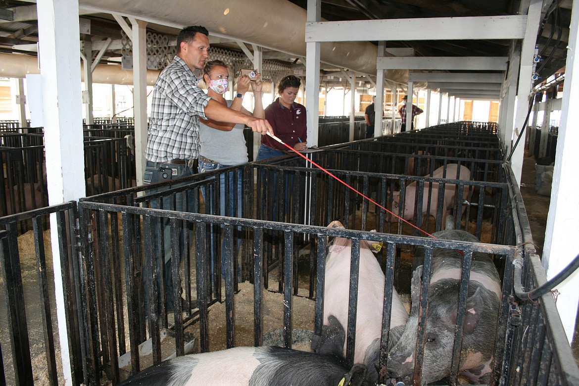 Swine judge Andy Williams and volunteer videographer Terra Pischel document the evaluation of entries at the livestock sale at the Grant County Fairgrounds last week.