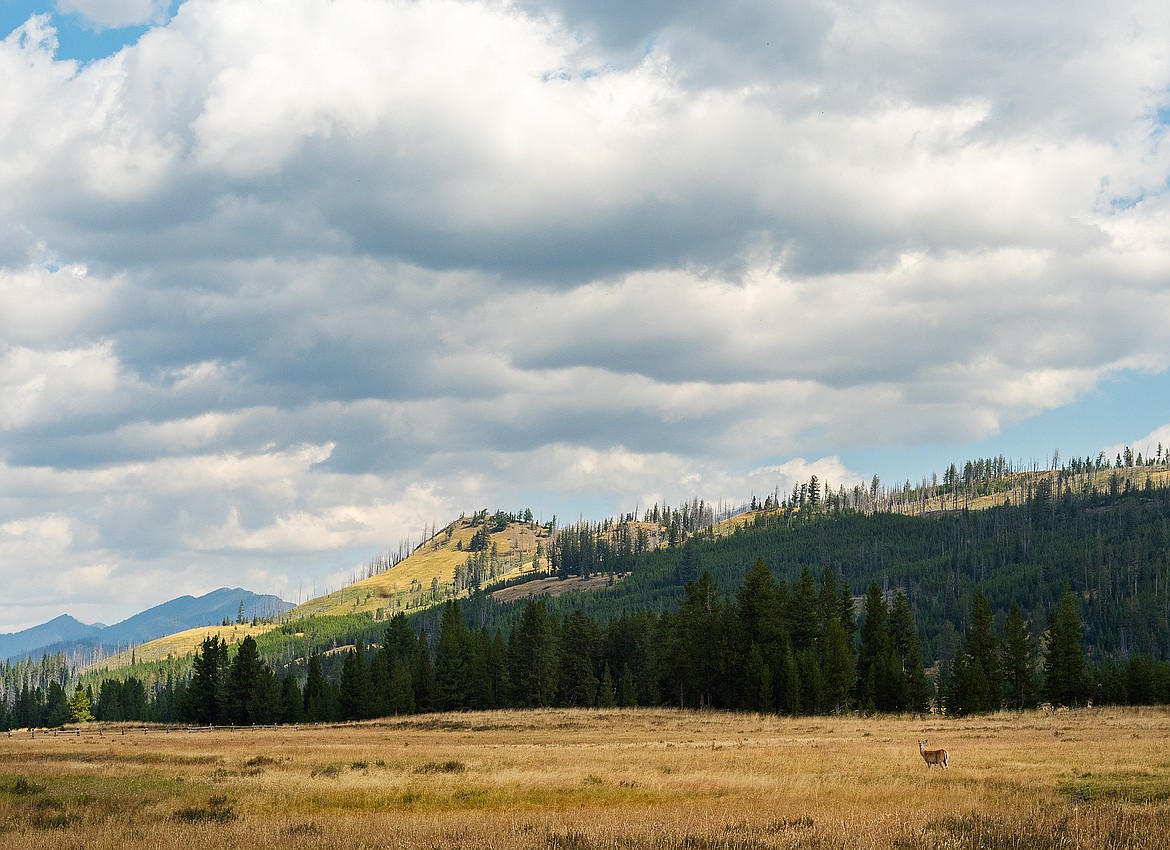 A deer takes pause at the meadows of Gates Park in the Bob Marshall Wilderness. (Chris Peterson photo)