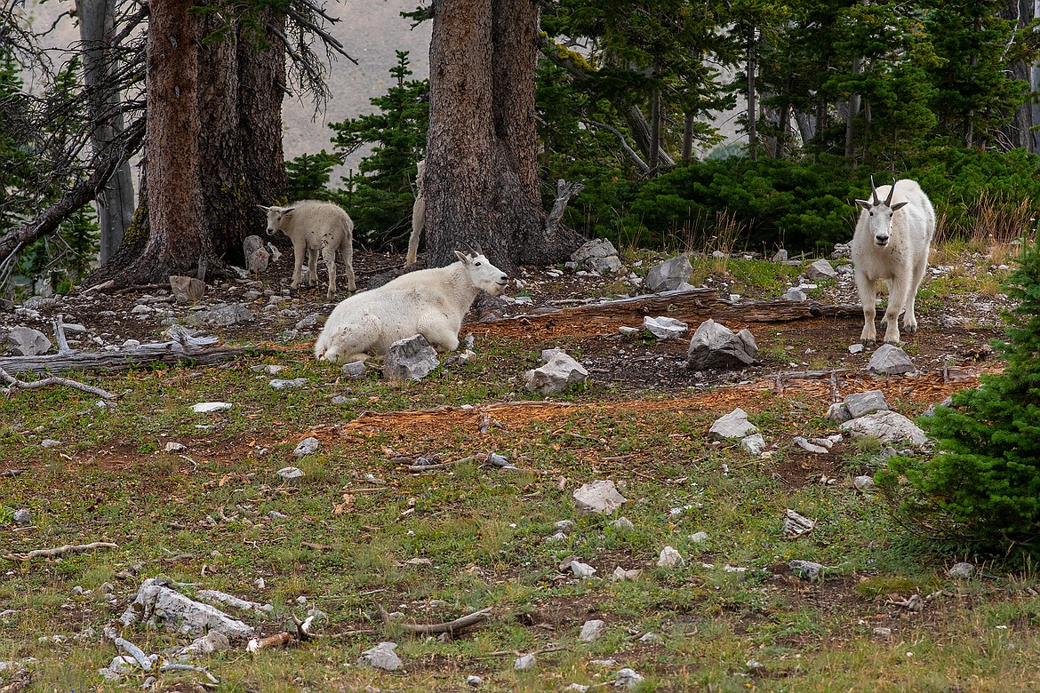A family of mountain goats take refuge beneath a copse of trees in the Bob Marshall Wilderness. (Chris Peterson photo)