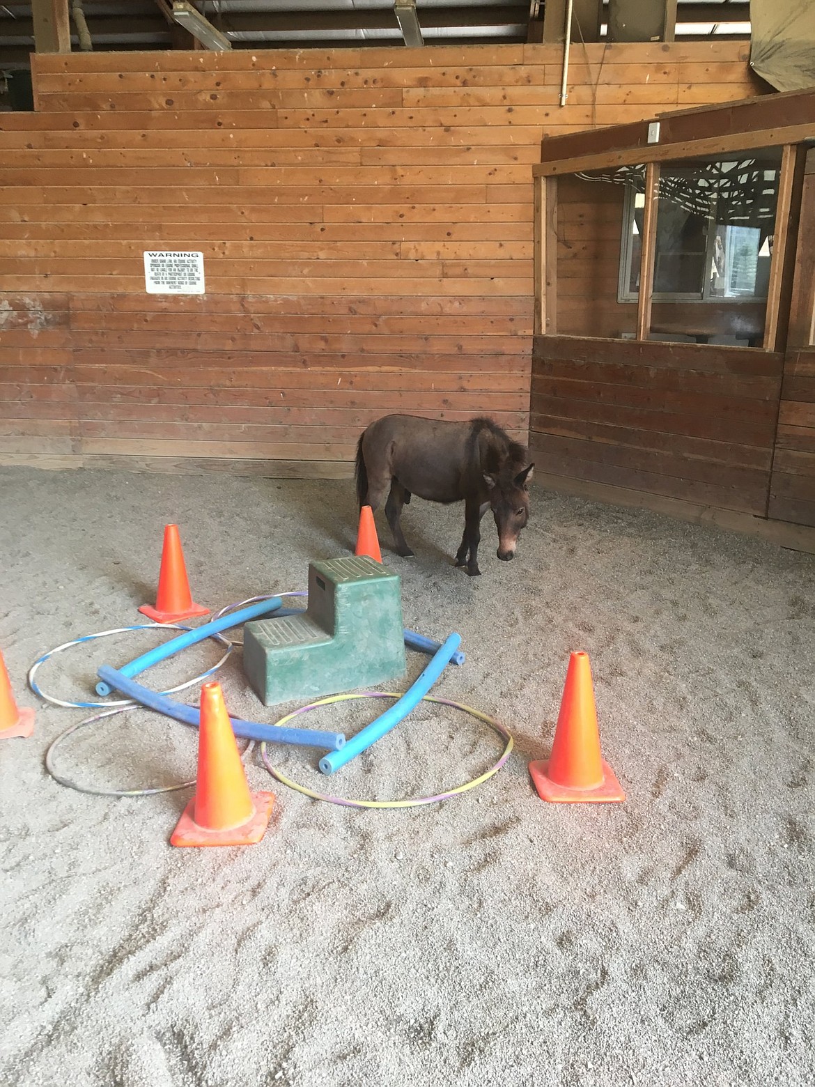 A donkey interacts with a space built by a client to represent their anger. Horses’ (and donkeys’) responses to clients’ work can help clients find deeper meaning based on their interpretation of animals’ actions.