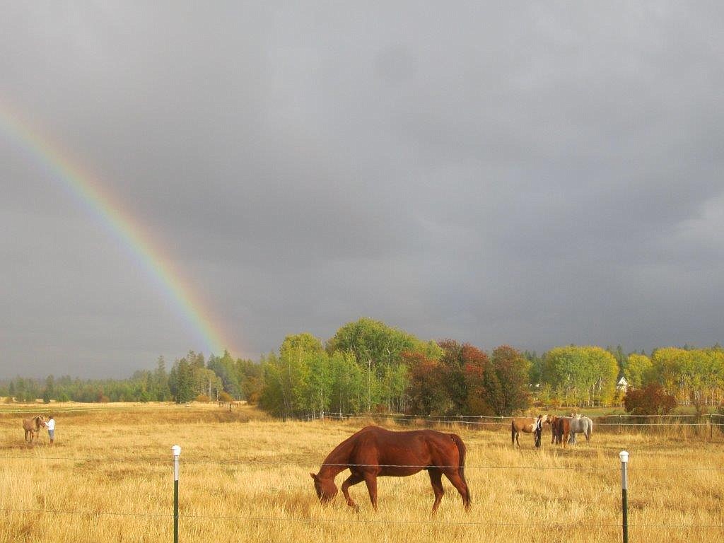 Grazing horses at Mica Meadows, where Idaho Youth Ranch’s Equine Assisted Psychotherapy sessions take place. Smith says the environment itself is beneficial for clients and staff alike.