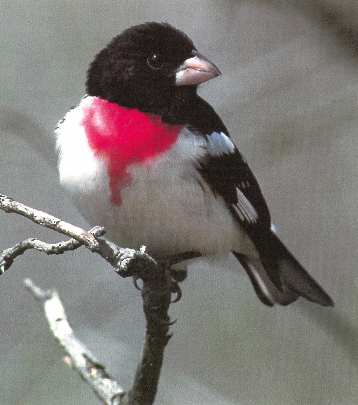 Rose-Breasted Grosbeaks are commonly seen in our area, often “baby-sitting” flocks of smaller Pine Siskins.