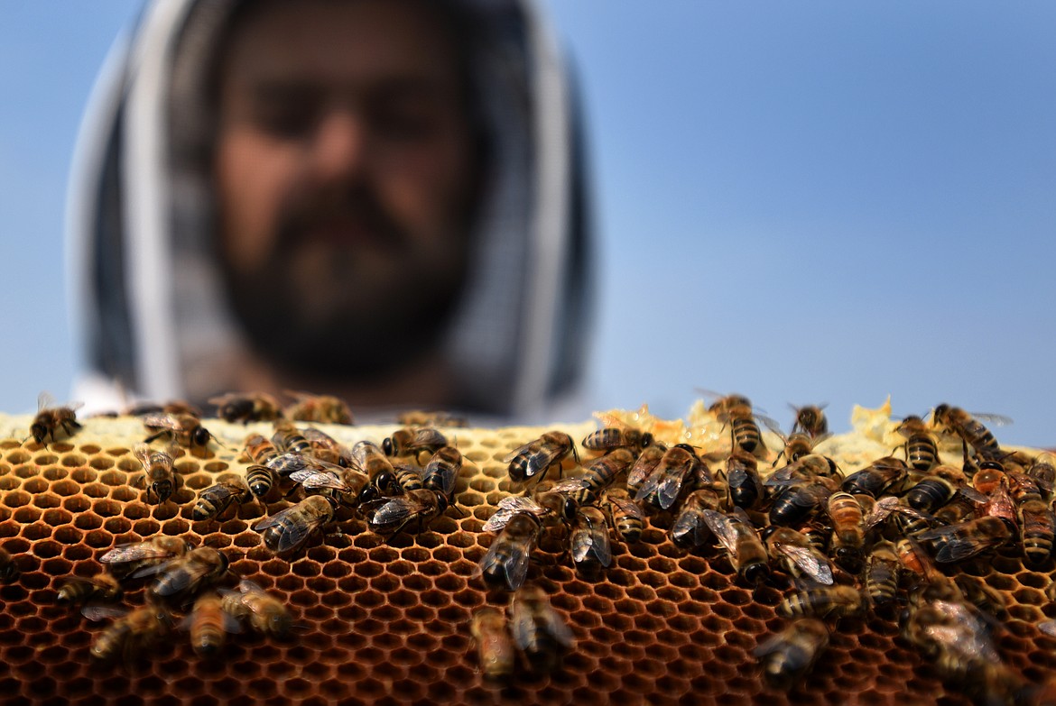 World's first honey bee vaccine, not a cure-all says beekeeper