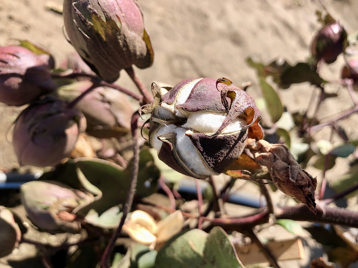 A cotton boll nearly ready to be harvested.