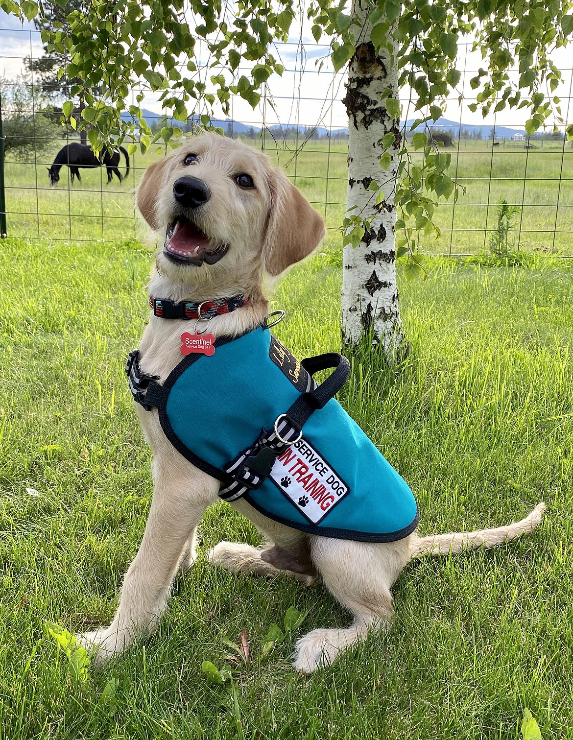 Scentinel, a goldendoodle/labrador mix, is being trained as a service dog to detect changes in blood sugar levels by his owner, Hayven Chase, who was diagnosed with Type 1 diabetes when she was 8 years old.