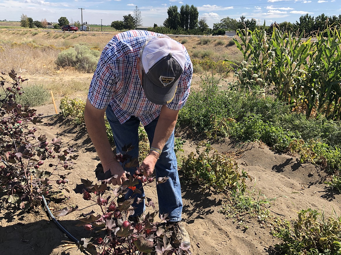 Augie Kooistra of Augie's Ag Sales in his experimental field cutting the boll off one of his cotton plants.