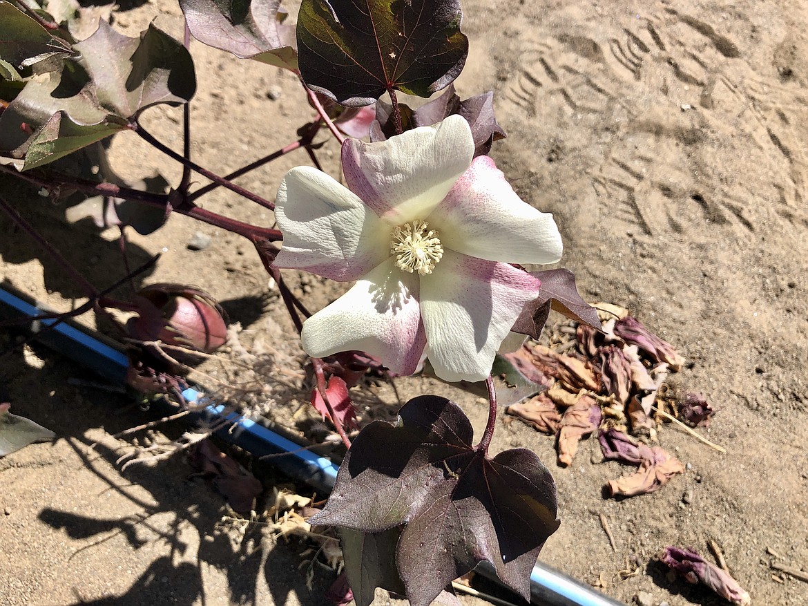 A red foliated cotton flower.